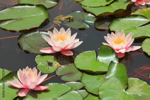 Water lilies in the pool.