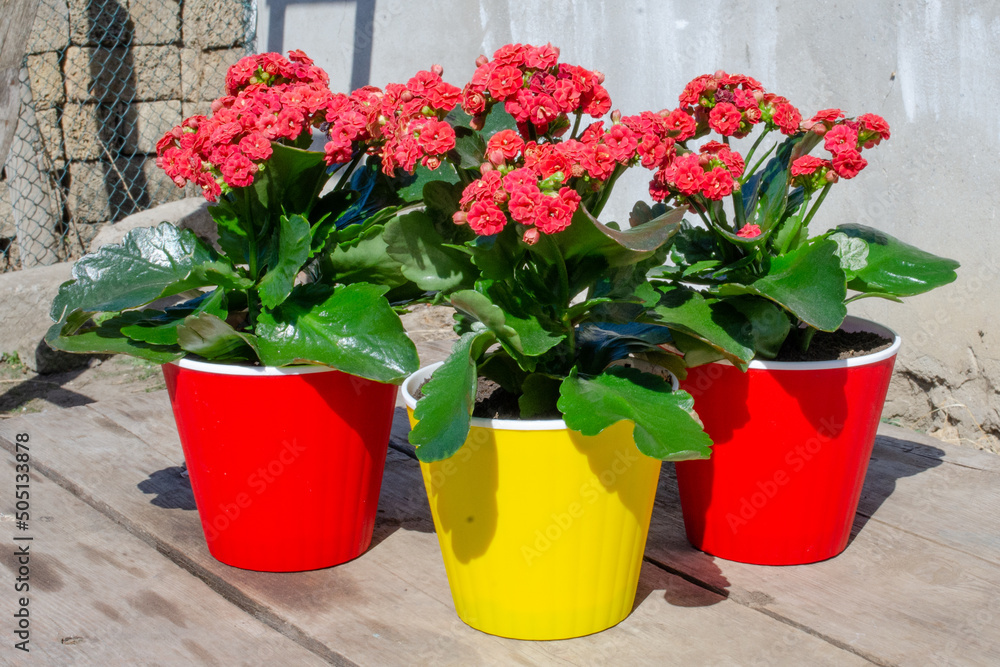 Transplanting a houseplant blooming red Kalanchoe into a pot on a wooden table in the garden. Transplanting a houseplant blooming red Kalanchoe into a pot on a wooden table in the garden.