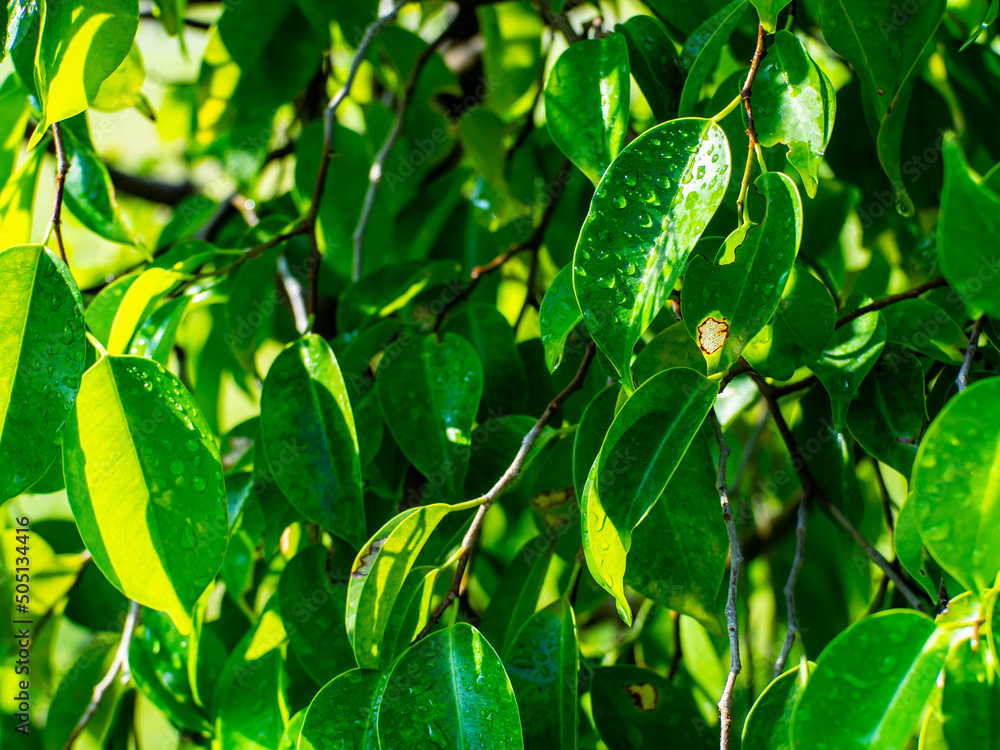 Fototapeta premium water droplets on leaves lush and refreshing 