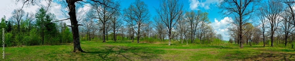 Spring forest and field on a background of blue sky Spring forest and field on a background of blue sky