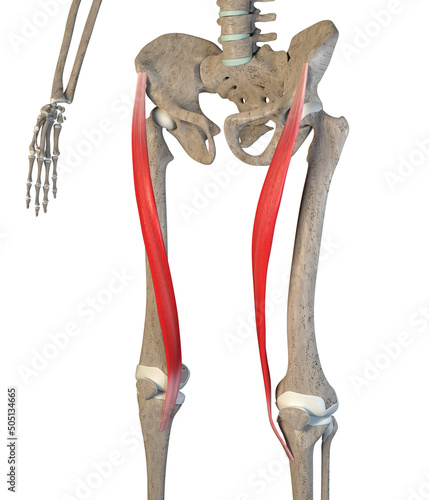 3D Illustration of Sartorius Muscles on White Background