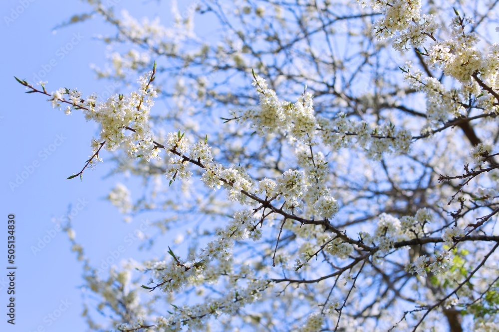 plum blossoms on a clear sunny day photo for postcards and for design plum blossoms on a clear sunny day photo for postcards and for design