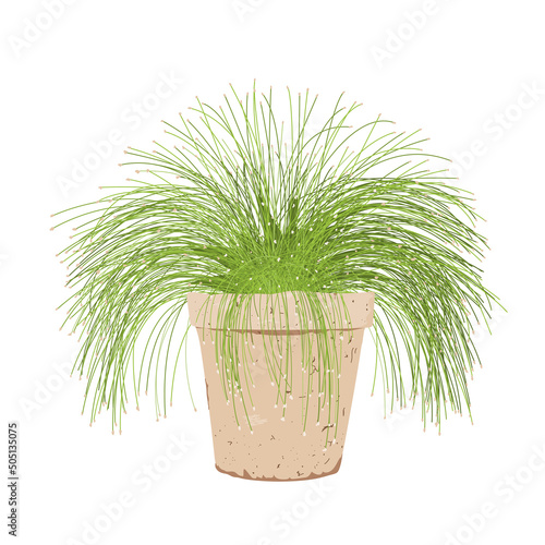 Potted isolepis plant. Fiber optic grass in a flower pot isolated on white. Scirpus cernuus vector
