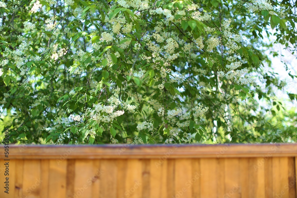 photo branches and cherry blossoms for wallpaper and designers photo branches and cherry blossoms for wallpaper and designers
