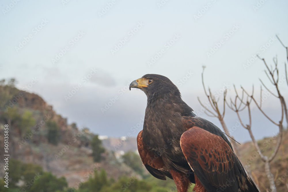 Obraz premium águila en horizonte