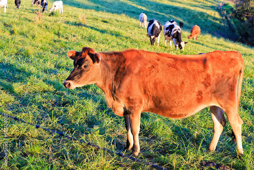 Cows Bega side brown bull herd photo