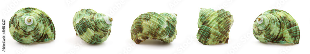 one sea shell isolated white background one sea shell isolated white background