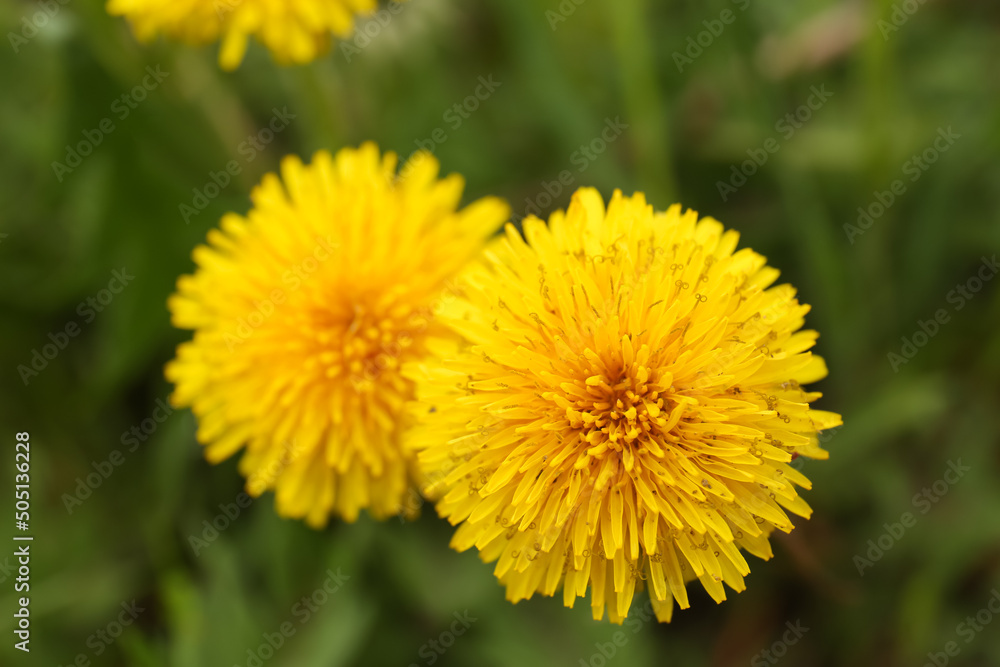 Beautiful yellow dandelion flowers growing outdoors, closeup Beautiful yellow dandelion flowers growing outdoors, closeup