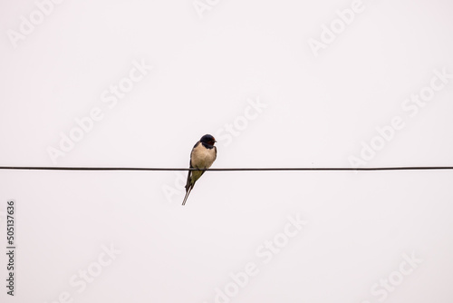 A alone swallow sits on the wires © mestock