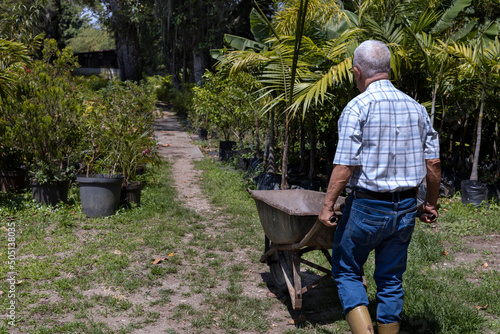 Latin American senior man in his backyard carries compost in his wheelbarrow to work his garden. Concept Gardening, retired, hobbies and leisure.