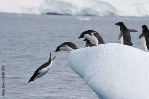 Adelie Penguins jump from iceberg in Antarcdtica