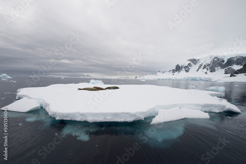 Crabeater seal resting on ice flow, Antarctica photo