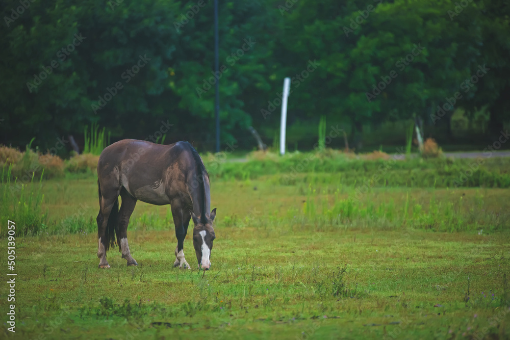 Horse in the field Horse in the field