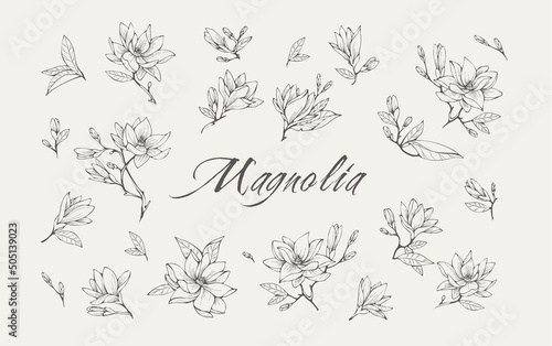 Magnolia flower logo and branch set. Hand drawn line wedding herb  elegant leaves for invitation save the date card. Botanical rustic