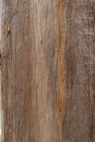 Brown and smooth bark tree surface photo. Cracked and plain wood texture with a splash of bark close-up photoshoot. The embossed texture of an oak tree. Wood surface with cracked texture.