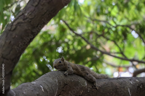 Beautiful grey squirrel laying on a tree branch and watching something. Adorable squirrel close-up photoshoot. Cute squirrel wildlife photo on a natural blurred background.