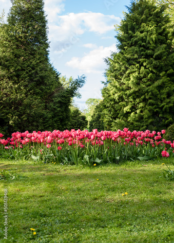 Fototapeta Naklejka Na Ścianę i Meble -  Pink tulips, flowerbed with tulips. Close-up.
