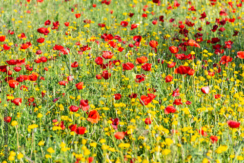 Field of poppies and yellow dandelion in the village. Spring concept.
