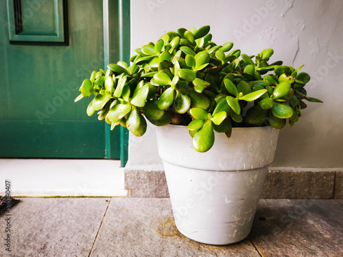 Crasulla ovata green plant in gray ceramic pot near green front door. Succulent pot flower on stone tiles outside of modern greek villa photo