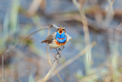 beautiful songbird varakushka male sits on branches and sings widely opening ...