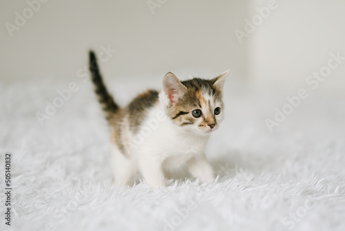 Little kitten on a white blanket. Kitty two months