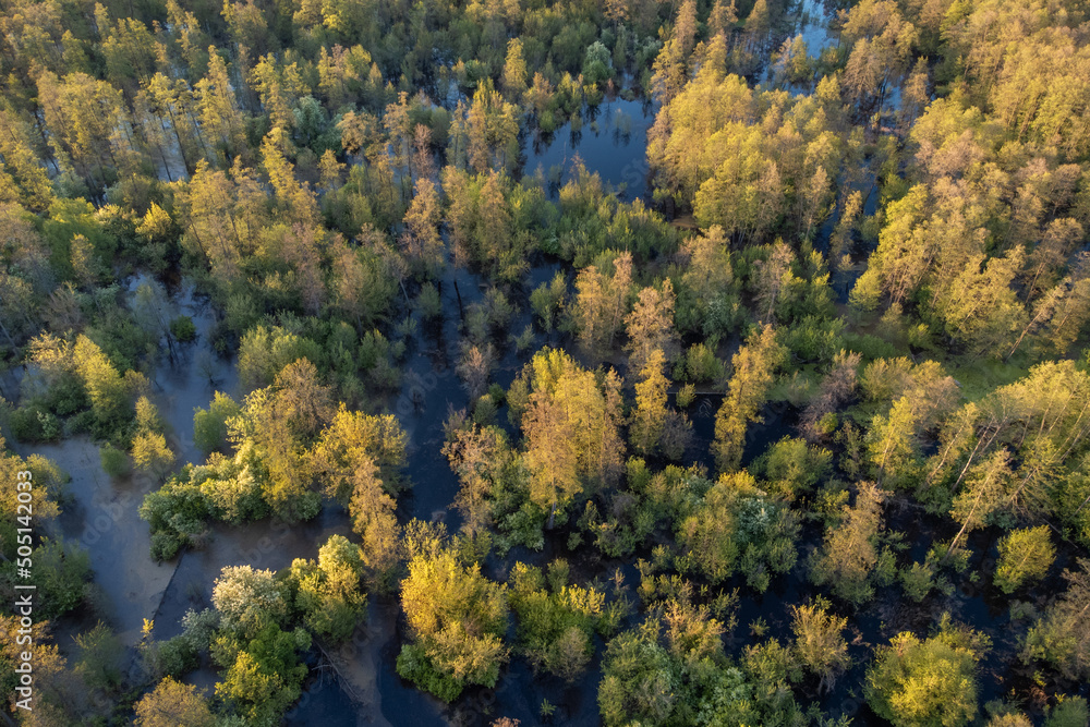 Top-down view of flooded forest. Aerial photo of forest in valley of the river during Spring flood