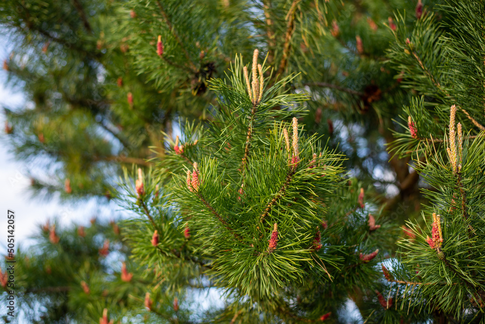 Close-up of new sprouts on pine trees