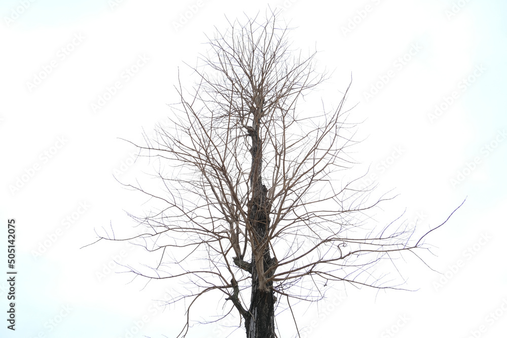 tree silhouette isolated on white tree silhouette isolated on white