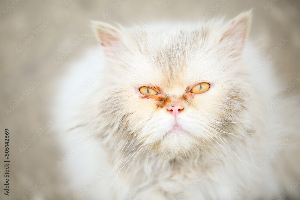 Close up portrait of an abandoned, miserable and dirty white persian cat with beautiful and sad yellow eyes, looking up to the camera and begging for help.