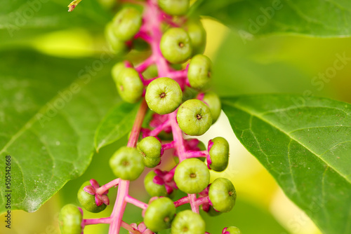 Close up of an unripe Dragonberries (Phytolacca americana, American pokeweed) with vibrant green fruits and leaves and cyclamen color stem photo