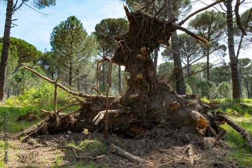 Old fallen tree in the forest