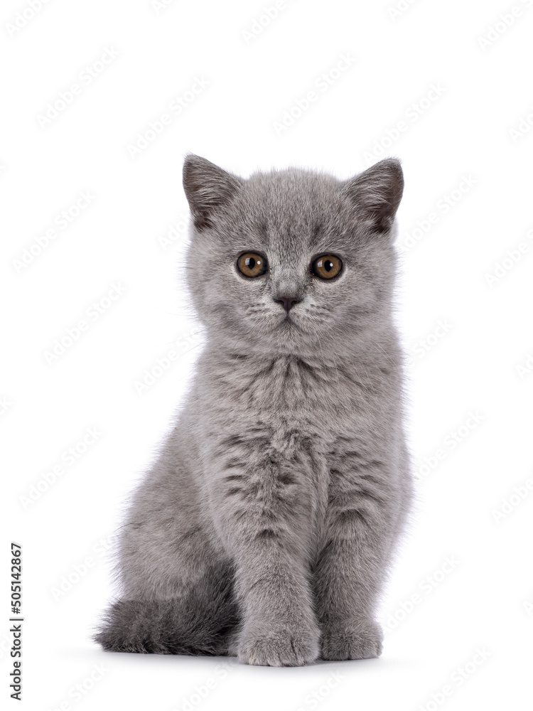 Adorable solid blue British Shorthair cat kitten, sitting up straight. Looking straight to camera. Isolated on a white background.