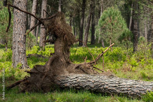 Old fallen tree in the forest