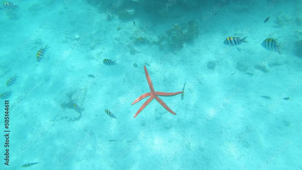 Red starfish with thin arms sinking slowly among fish to bottom of sea. Red starfish with thin arms sinking slowly among fish to bottom of sea.