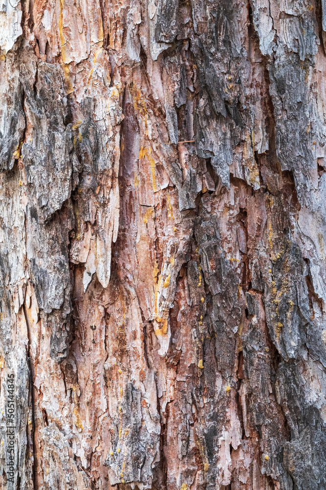 Bark texture and background of a old fir tree trunk. Detailed bark texture. Natural background Bark texture and background of a old fir tree trunk. Detailed bark texture. Natural background