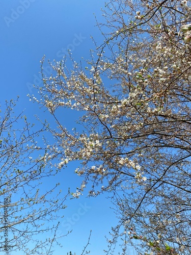 cherry blossoms against the blue sky