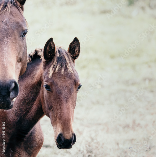 Mare and colt photo