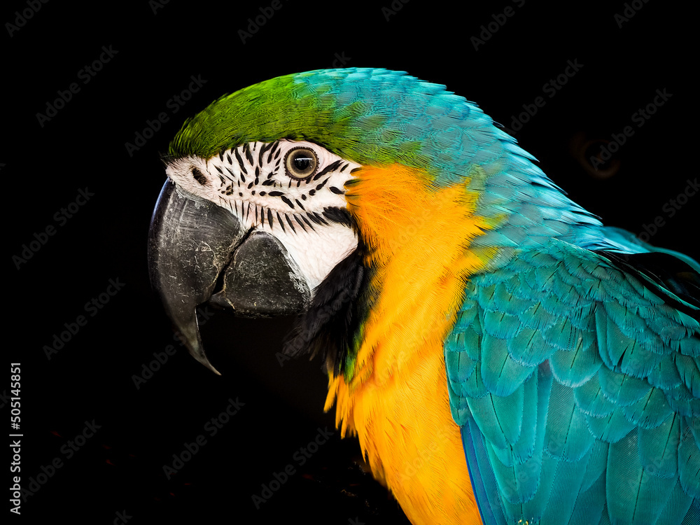 Macaw bird against a black background Macaw bird against a black background