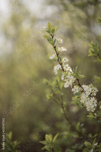 Photo of flowering branches of a fruit tree.