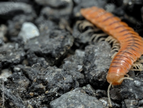 Fotografiet Closeup of one Red Brown Centipede