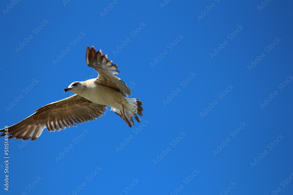 Fototapeta premium seagull in flight