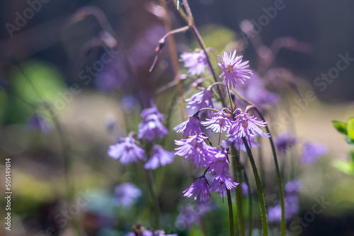 Soldanella montana - beautiful purple flowers in a clearing in the forest photo