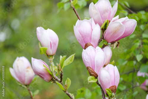 blooming pink magnolia on a blurred background