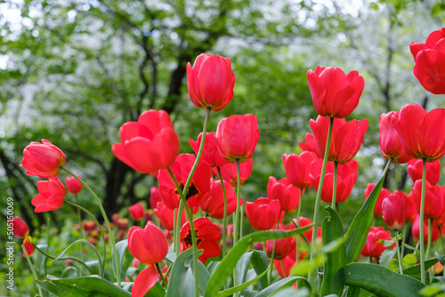 red blooming tulips on a blurred background