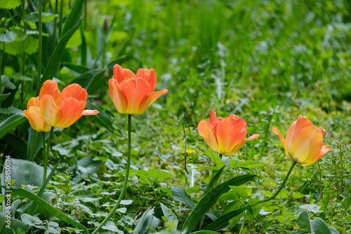 blooming orange tulips on green grass