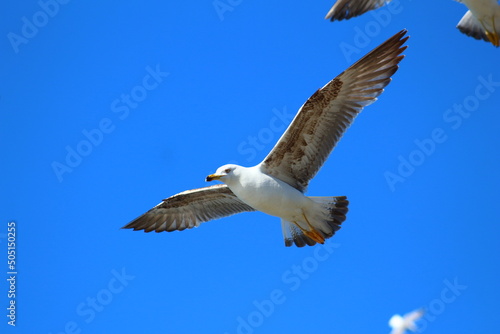 at 5 july 2023 birds on the beach