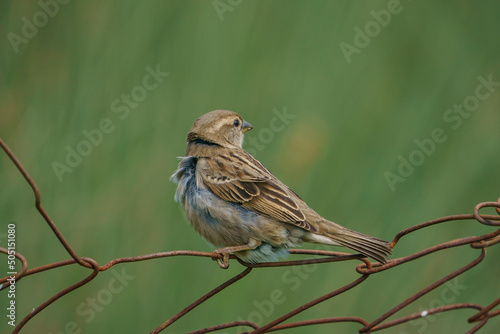 House Sparrow (Passer domesticus) perched on fence