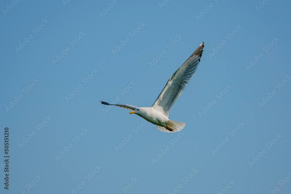 Fototapeta premium Yellow-legged Gull (Larus michahellis) soaring in a blue sky