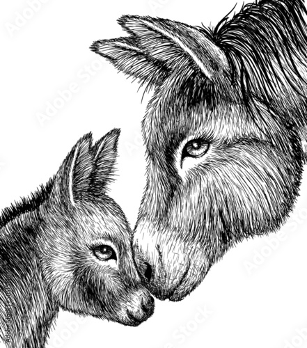 Foto Vector graphic linear illustration of donkey and colt in engraving style