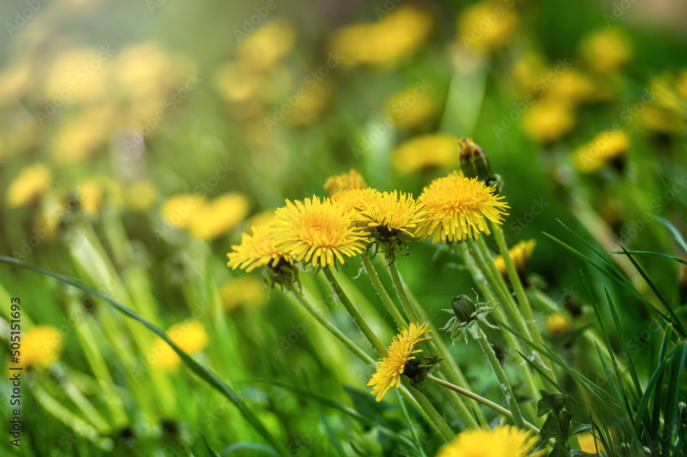 Beautiful flowers of yellow dandelions in nature in warm summer or spring on meadow in sunlight Beautiful flowers of yellow dandelions in nature in warm summer or spring on meadow in sunlight